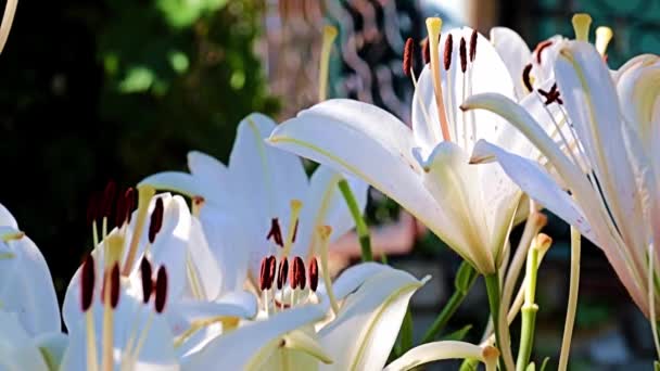 Hermosos Brotes Flores Primavera Planta Del Jardín Lirio — Vídeos de Stock