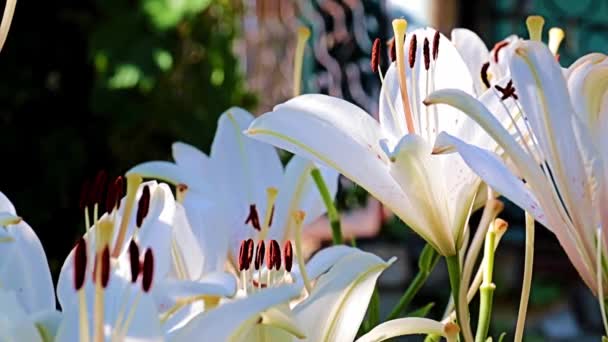 Vackra Vårblommor Knoppar Trädgården Växt Lilja — Stockvideo