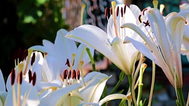 Beautiful Spring Flower Buds Garden Plant Lily — Stock Video