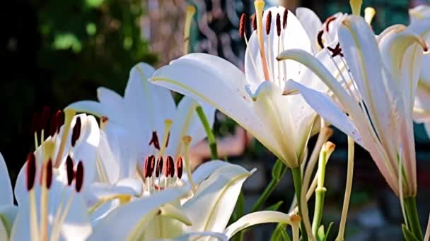 Hermosos Brotes Flores Primavera Planta Del Jardín Lirio — Vídeos de Stock
