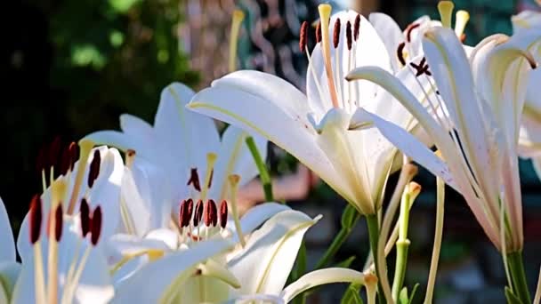 Beautiful Spring Flower Buds Garden Plant Lily — Stock Video