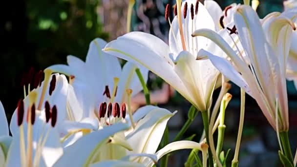 庭の植物百合の美しい春の花の蕾 — ストック動画