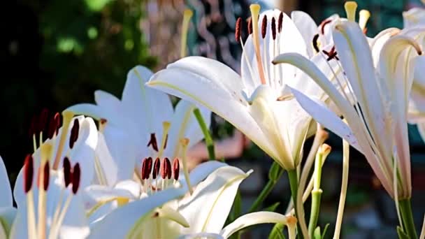 Beautiful Spring Flower Buds Garden Plant Lily — Stock Video
