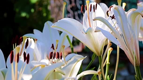 Όμορφη Άνοιξη Μπουμπούκια Λουλουδιών Του Φυτού Του Κήπου Κρίνο — Αρχείο Βίντεο