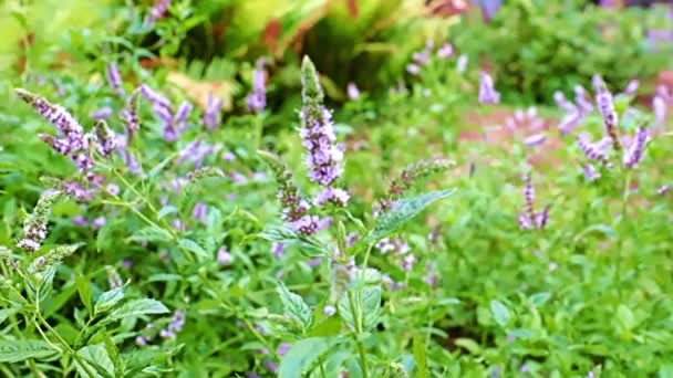 Stems Flowers Garden Medical Plants Peppermint — Stock Video