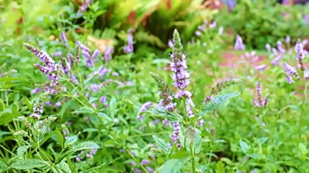 Stjälkar Och Blommor Trädgården Medicinska Växter Pepparmynta — Stockvideo