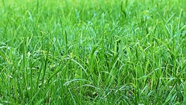 風に揺れる茎が鮮やかな新鮮な草 — ストック動画
