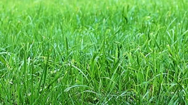 Wind Waving Stems Bright Fresh Grass — Stock Video
