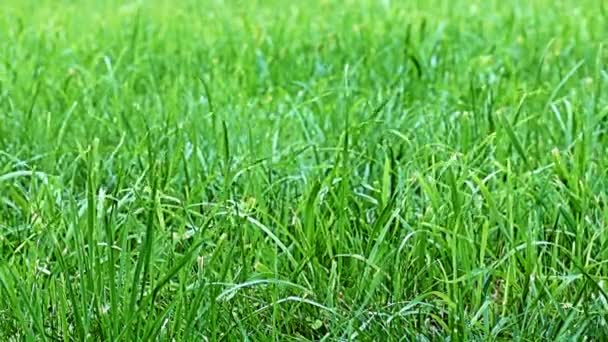 Wind Waving Stems Bright Fresh Grass — Stock Video