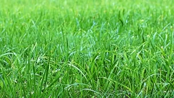 Wind Waving Stems Bright Fresh Grass — Stock Video