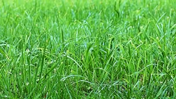 Wind Waving Stems Bright Fresh Grass — Stock Video