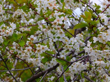 Elma ağacının dallarında güzel bahar çiçekleri