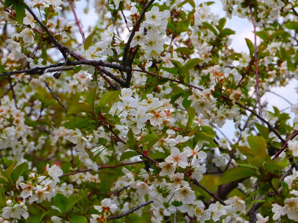 Krásné Jarní Květiny Větvích Jabloně — Stock fotografie