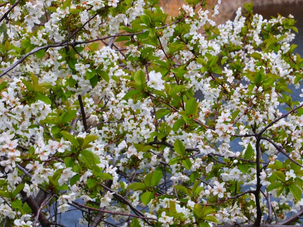 Hermosas Flores Primavera Las Ramas Del Manzano —  Fotos de Stock