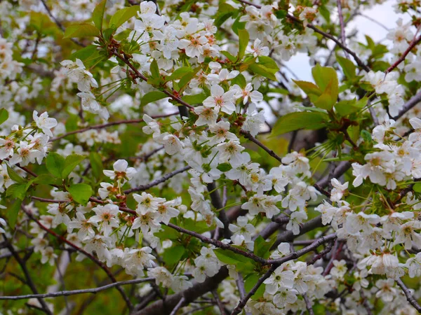 Belles Fleurs Printanières Sur Les Branches Pommier — Photo