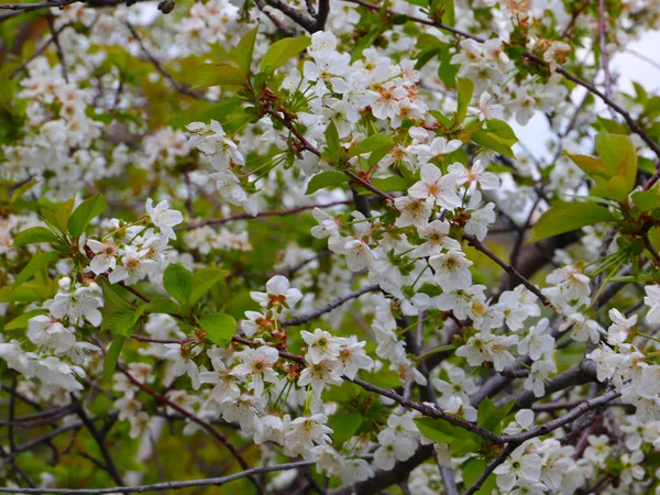 Krásné Jarní Květiny Větvích Jabloně — Stock fotografie