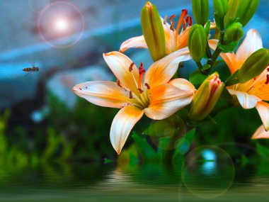 Park dekorasyonunun bir parçası olarak güzel bahçe zambağı çiçeği