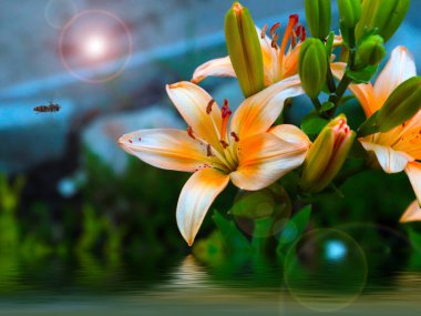 Park dekorasyonunun bir parçası olarak güzel bahçe zambağı çiçeği