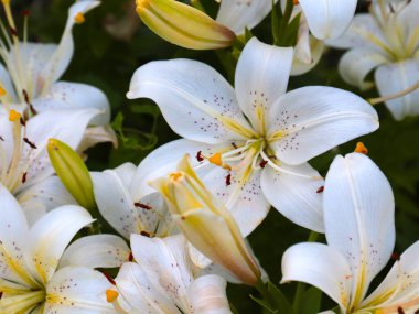 Park dekorasyonunun bir parçası olarak güzel bahçe zambağı çiçeği