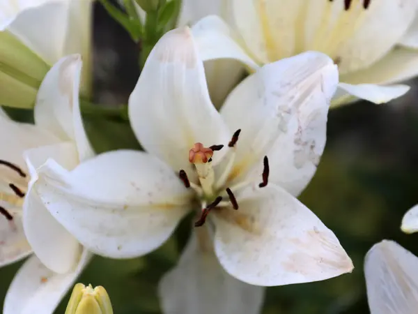 Belle Fleur Lys Jardin Comme Élément Décoration Parc — Photo