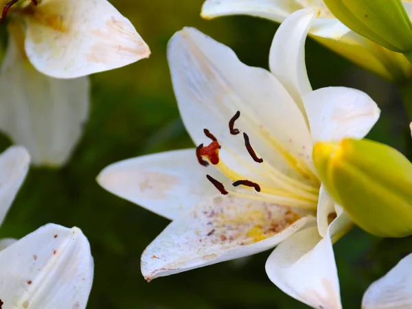 beautiful garden lily flower as an element of park decoration