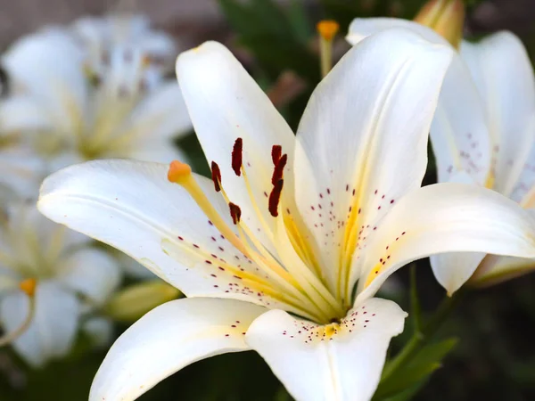 beautiful garden lily flower as an element of park decoration