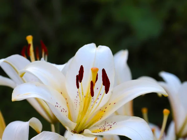 Park Dekorasyonunun Bir Parçası Olarak Güzel Bahçe Zambağı Çiçeği — Stok fotoğraf