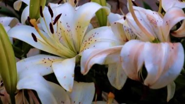 Dekoratif bir unsur olarak güzel bahçe zambağı çiçekleri