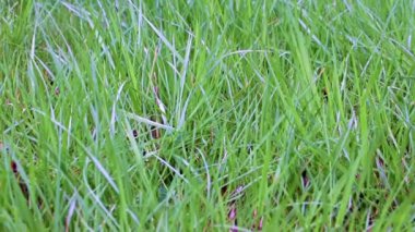 Bahçedeki güzel yeşil çimenler