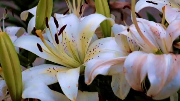 Belles Fleurs Lys Jardin Comme Élément Décoratif — Video