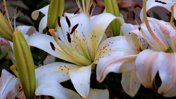 Piękne Kwiaty Lilii Ogrodowej Jako Element Dekoracyjny — Wideo stockowe