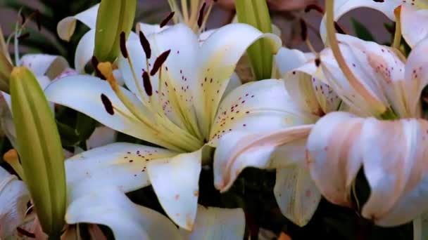 Beautiful Garden Lily Flowers Decorative Element — Stock Video