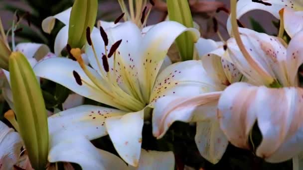Gyönyörű Kert Liliom Virágok Mint Egy Dekoratív Elem — Stock videók