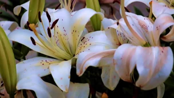 Όμορφα Λουλούδια Κρίνου Κήπου Διακοσμητικό Στοιχείο — Αρχείο Βίντεο
