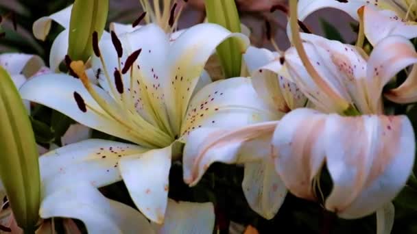 Beautiful Garden Lily Flowers Decorative Element — Stock Video