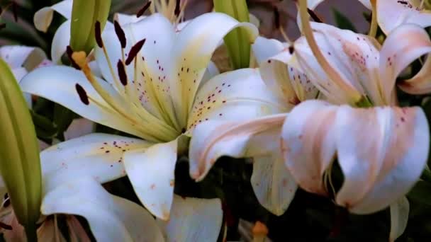 Mooie Tuin Lelie Bloemen Als Decoratief Element — Stockvideo