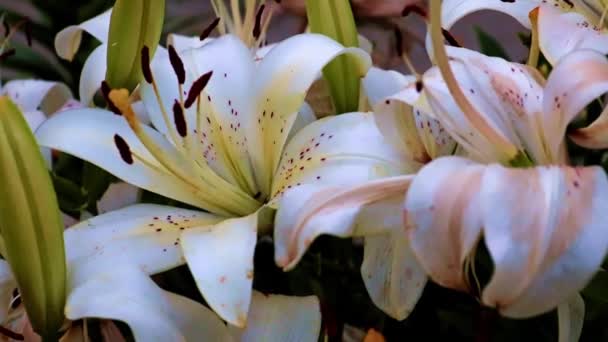 Beautiful Garden Lily Flowers Decorative Element — Stock Video