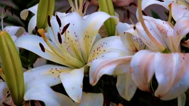 Hermosas Flores Lirio Jardín Como Elemento Decorativo — Vídeo de stock