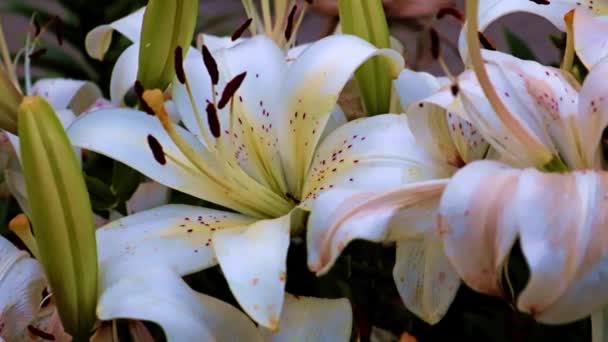 Hermosas Flores Lirio Jardín Como Elemento Decorativo — Vídeo de stock