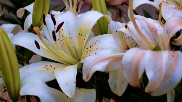 Красивые Цветы Лилии Сада Качестве Декоративного Элемента — стоковое видео