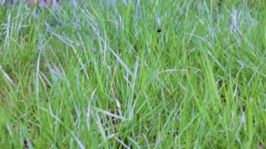 Bahçedeki güzel yeşil çimenler