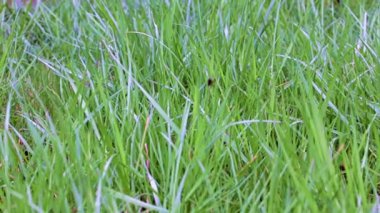 Bahçedeki güzel yeşil çimenler