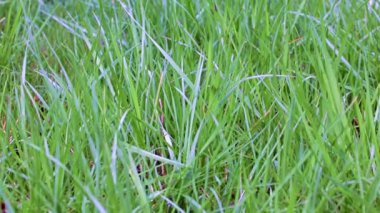 Bahçedeki güzel yeşil çimenler