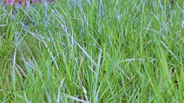 Bahçedeki güzel yeşil çimenler