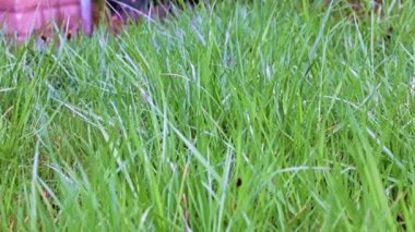 Bahçedeki güzel yeşil çimenler