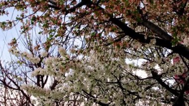 Bahçedeki kiraz ağacının dallarında parlak beyaz çiçekler.