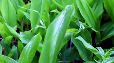 berrak yağmur suyu ve vadideki nilüfer çiçeğinin yeşil yaprakları.