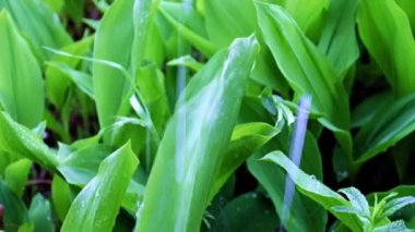 berrak yağmur suyu ve vadideki nilüfer çiçeğinin yeşil yaprakları.