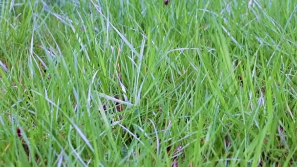 Hermosa Hierba Verde Césped Del Jardín — Vídeo de stock