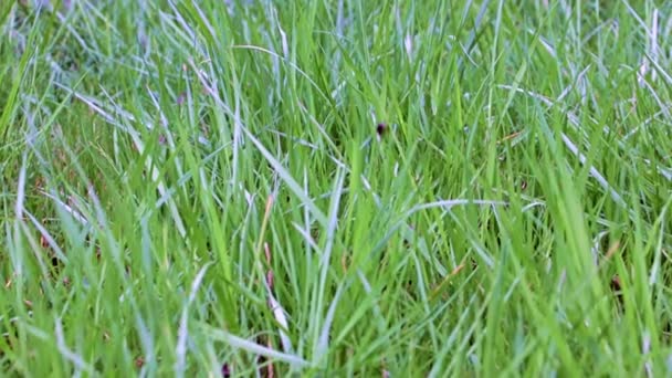 Hermosa Hierba Verde Césped Del Jardín — Vídeo de stock